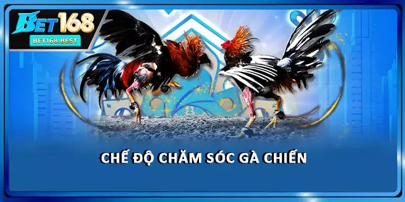 Chế độ chăm sóc gà chiến Chế độ chăm sóc gà chiến