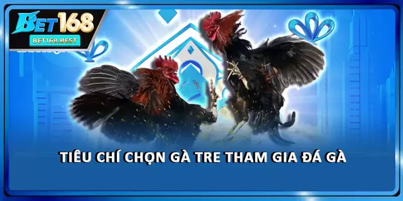 Tiêu chí chọn gà tre tham gia đá gà Tiêu chí chọn gà tre tham gia đá gà