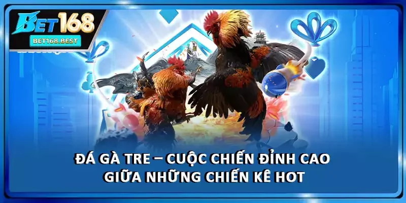 Đá Gà Tre – Cuộc Chiến Đỉnh Cao Giữa Những Chiến Kê Hot