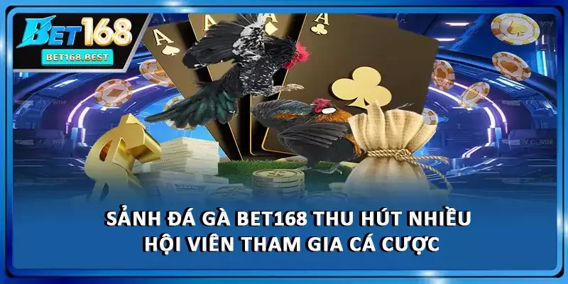 Sảnh đá gà BET168 thu hút nhiều hội viên tham gia cá cược Sảnh đá gà BET168 thu hút nhiều hội viên tham gia cá cược