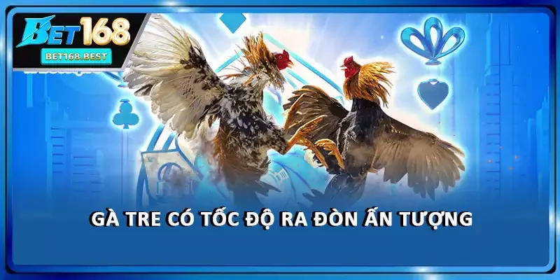 Gà tre có tốc độ ra đòn ấn tượng Gà tre có tốc độ ra đòn ấn tượng